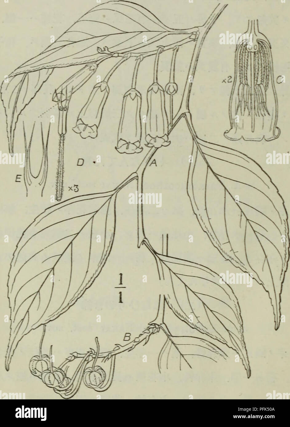 . Dai Nihon jumokushi. Trees; Shrubs. (128) ^ m jM- ãã¯ãªãã¦ãï¼ç¬¬ä¸åäºåï¼ Leucothoe Keikei, Miquee in Anu. Mus. Bot. Ln^duno-Batavi I. p. 32.(1863).. ç¬¬ä¸åãåA.è±ãéã¯ï¼ã¬æB.æ²å¯¦ãéã¯,ã¬æ±C.è±ã |2ã» D.éè²ãå¤ï¼Kã¨ãªè¦,ã¬E.éèãå çãå §å´ã§ãè¦ã£. Please note that these images are extracted from scanned page images that may have been digitally enhanced for readability - coloration and appearance of these illustrations may not perfectly resemble the original work.. Nakai, Takenoshin, 1882-; Koizumi, GenÊ¼ichi. ToÌkyoÌ : SeibidoÌ Shoten Stock Photo