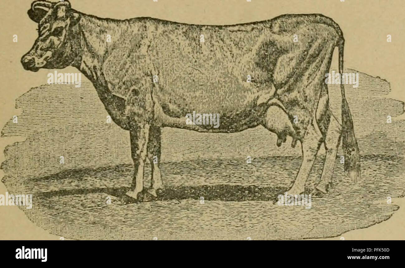 . Dairy fortunes. Dairying. DAIRY FORTl'NES. 17 must work both ways. JManifest as much good sense in buying a cow as you do in buying a horse and you will find the right breed. If you want beef cows, buy cows shaped like a box—if you want milk cows, buy cows shaped like a wedge. There is as much difference in. Landseer's Fancy. Splendid Dairy Form. shape between the ideal milk and beef cows as between the ideal race horse and draft horse. Many farmers keeping a few cows for private use, selling a little sur- plus milk or butter now and then, keep beef cows, be- cause they want beef calves. Som Stock Photo