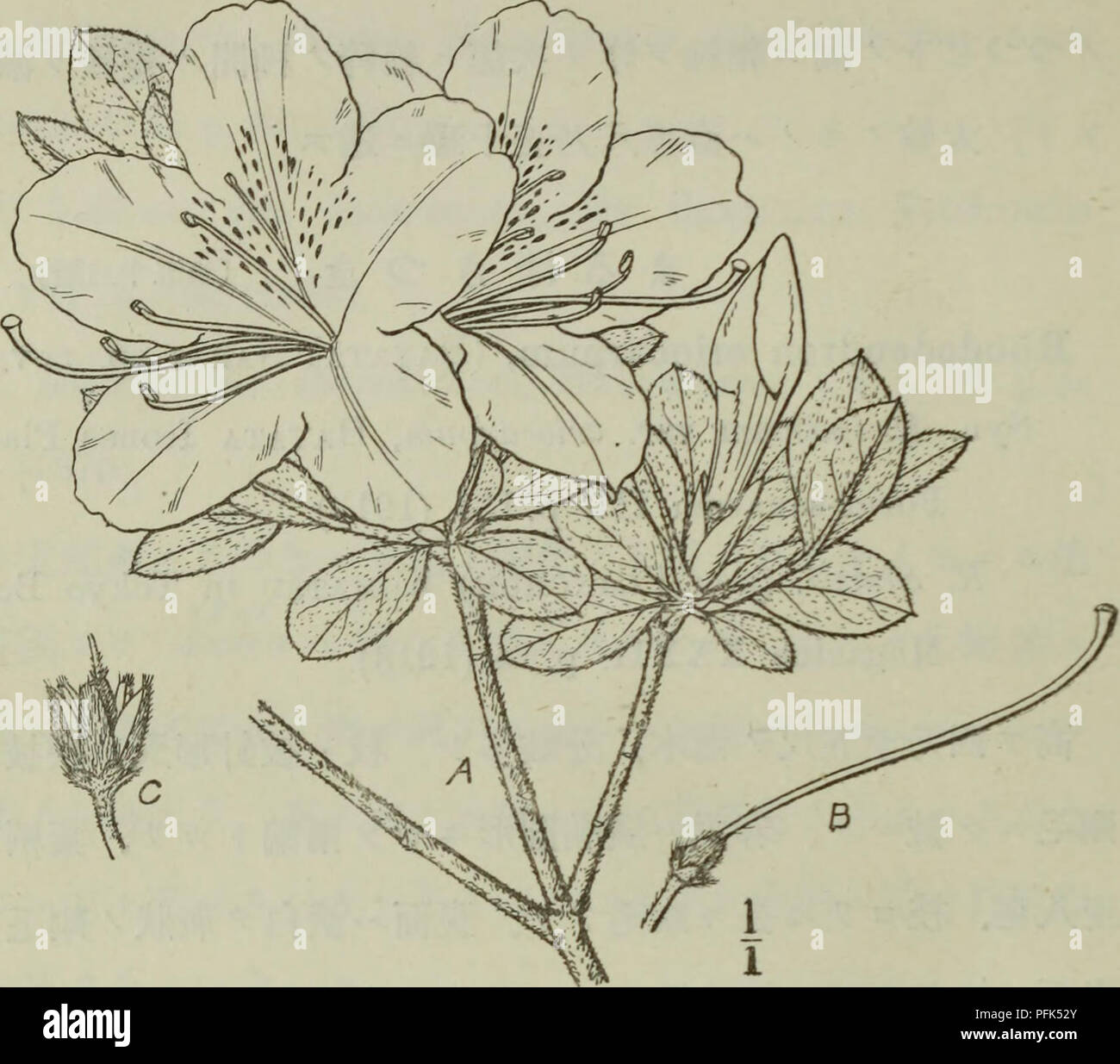 Shrups Pattern Dai Nihon Jumokushi is a Japanese botanical work that explores trees ...