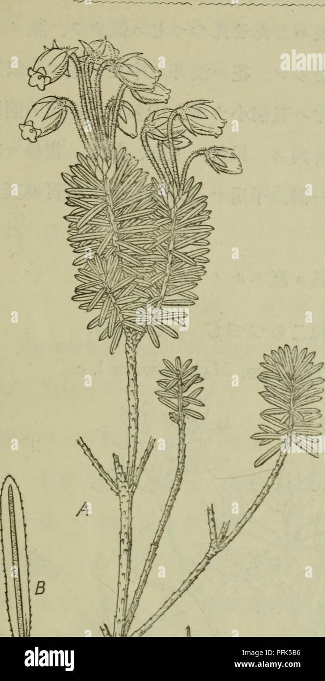 An extensive study of trees and shrubs in Japan, documenting native ...