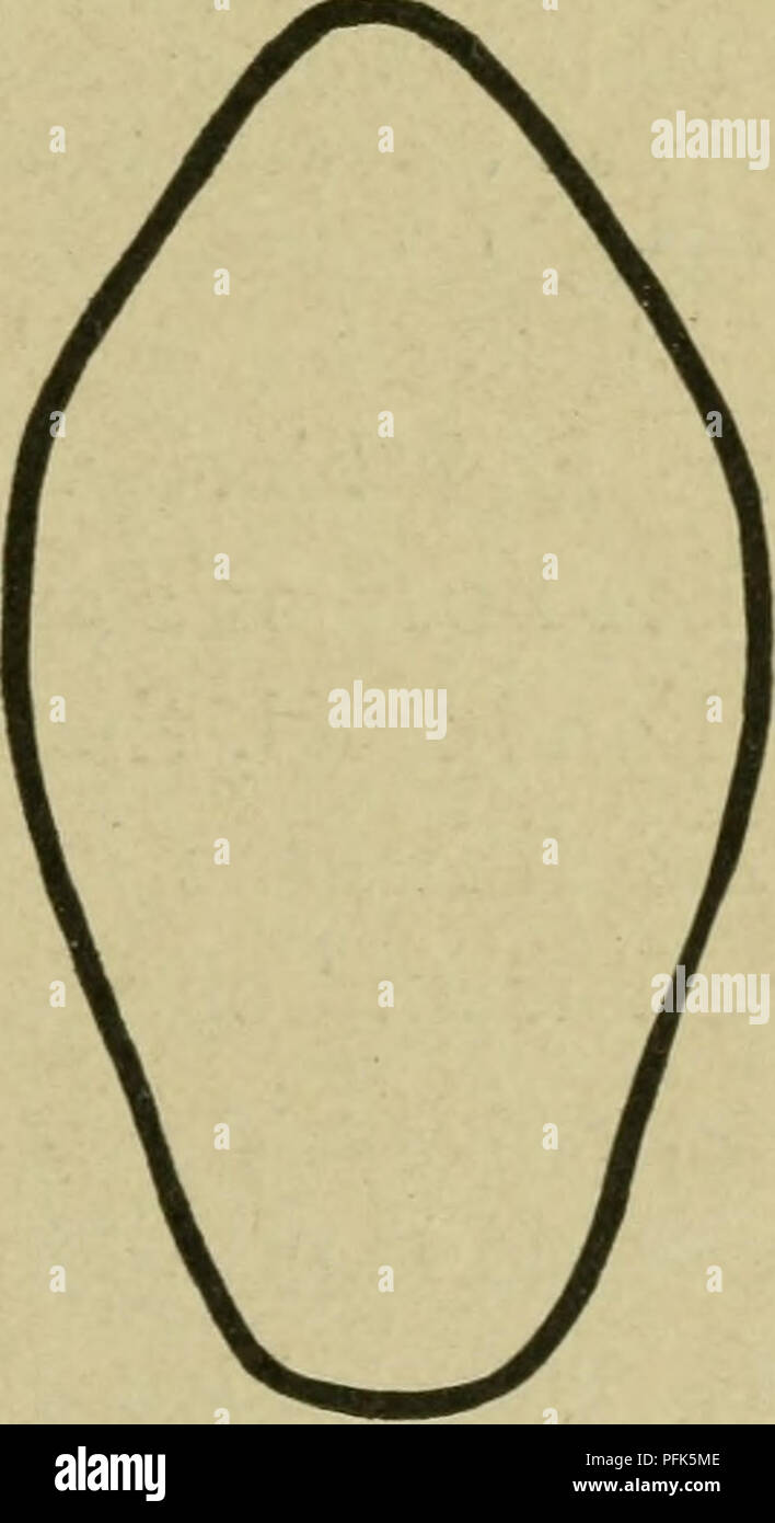 Cow withers hires stock photography and images Alamy