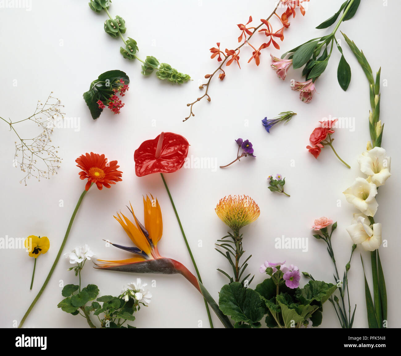 Various flower and stem cuttings Stock Photo