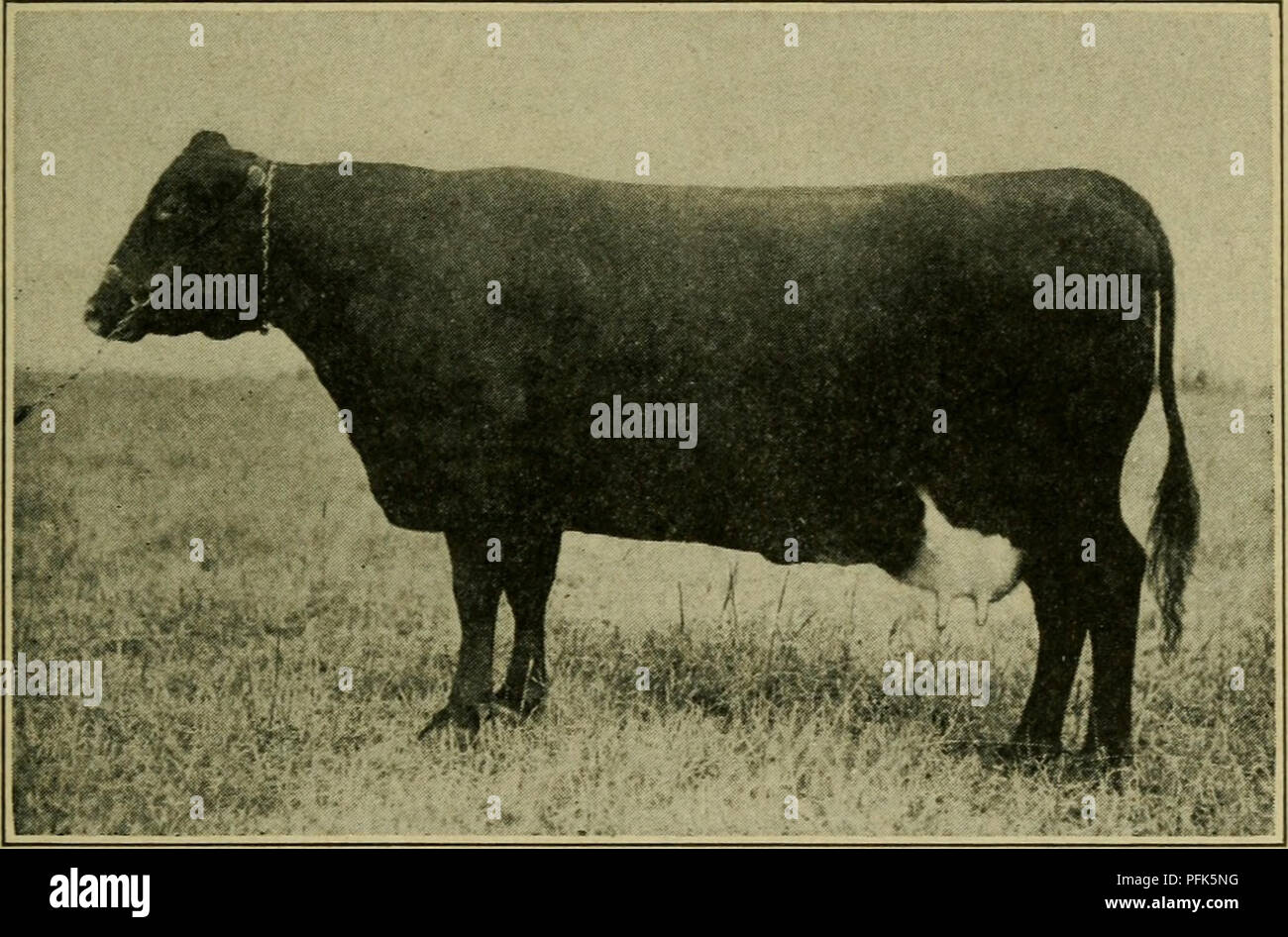 . Dairy farming. Dairying; Cattle. BREEDS OF CATTLE 35 definition of