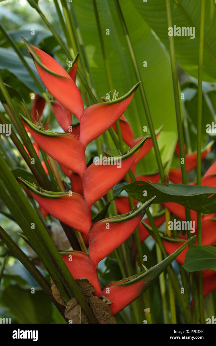 Red flower head and green leaves from Heliconia wagneriana (False bird-of-paradise), close-up Stock Photo