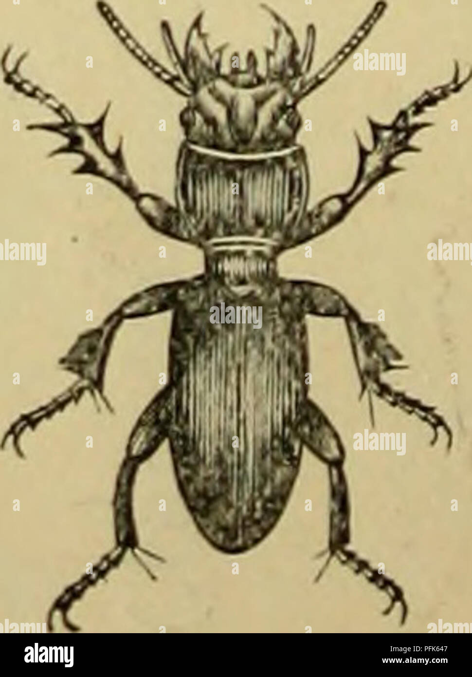 Dai Ikkai Zenkoku Konchu Tenrankai Shuppin Mokuroku Insects Aºa Raaaaaa C e Craspedonotus Tibialis 0 C50a E0a A A Aes e C A E Aºa A aa an Caralous Insuncoa A Chand A Ae Aec Aºa A Ai a C A i Scarites Pacifucus Bates