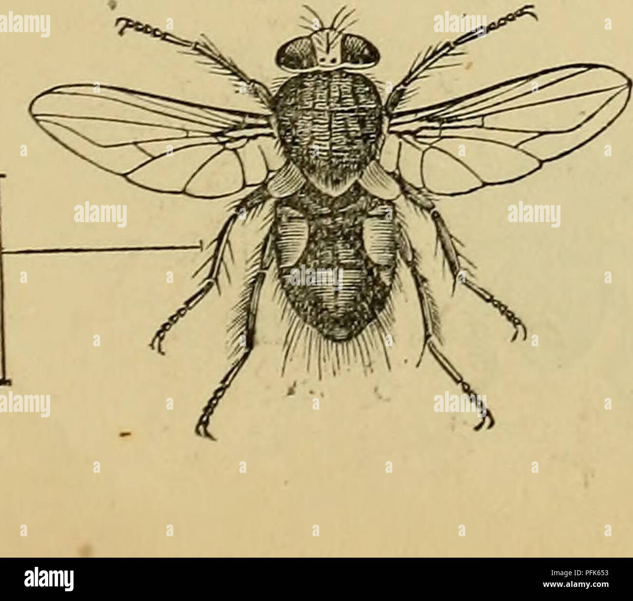 This catalog provides an overview of insects exhibited during the first ...