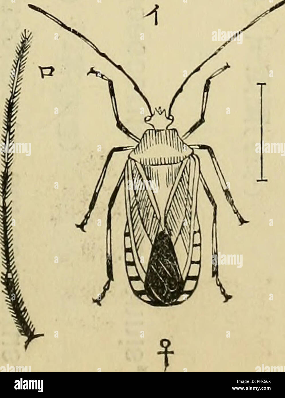 Insect Etry Detailed agricultural catalog entry hi-res stock photography and images ...