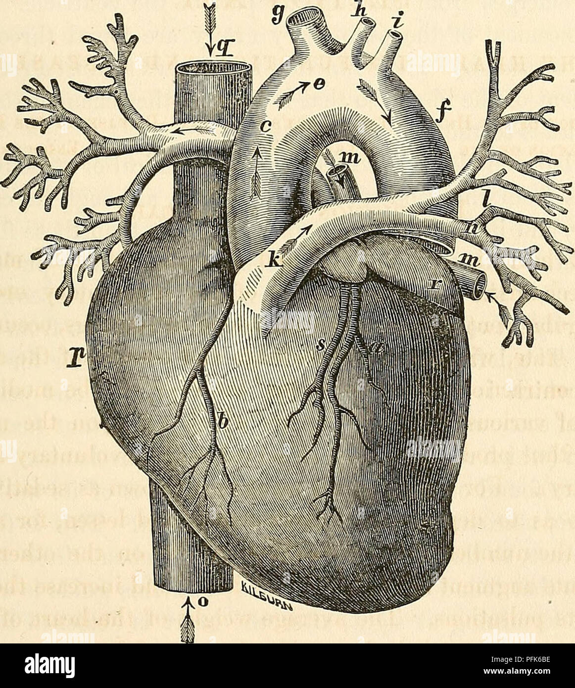 res stock photography and images Biology Diagrams