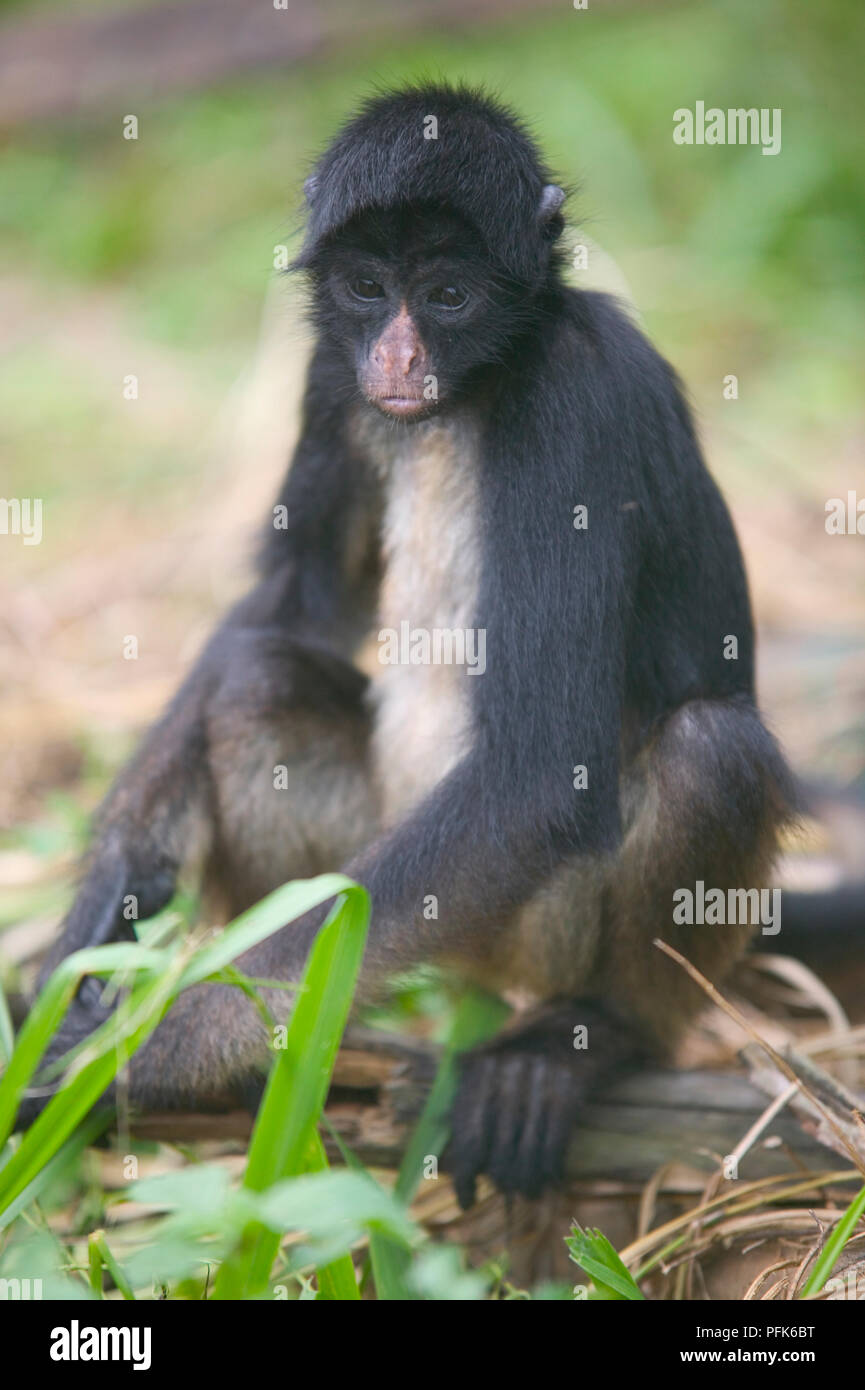 Black-headed spider monkey (Ateles fusciceps), young animal sitting on the ground, close-up, front view Stock Photo