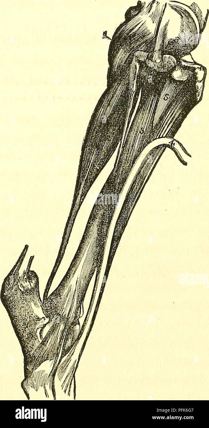 . Dadd's theory and practice of veterinary medicine and surgery. Veterinary medicine. 328 DADD'S VETERINARY MEDICINE AND SURGERY. Thorough-pin. The seat of thorough-pin is between the popliteous (fig. 2) and the point of the hock, near where the tendon is severed, as shown in the accompanying engraving. The disease is called thorough- pin, simply because the fluid contained in the bursal sac can be squeezed from one side to the other.. VIEW Or SOME OF THE DEEP-SEATED MUSCLES IN THE REGION OF THE HOCK AND STIFLE. Explanation.—1, Popliteous; 2, Flexor pedis accessorius; 3, Flexor metatarsi magnu Stock Photo