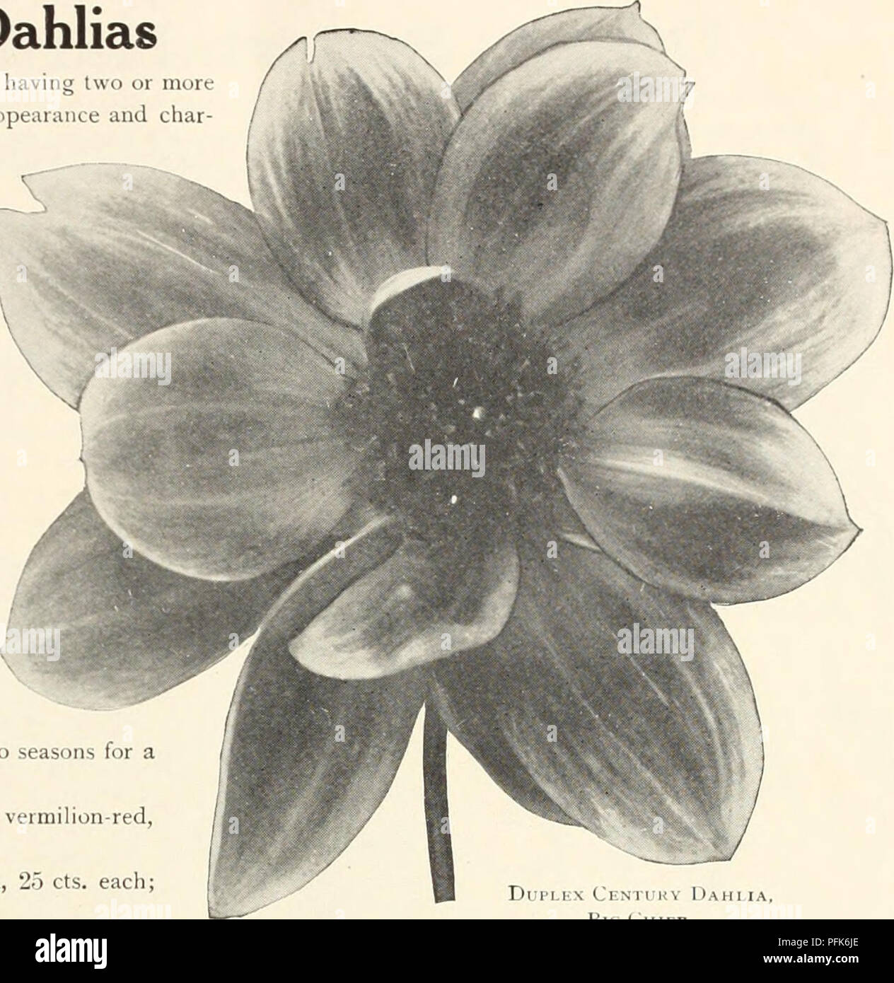 This catalog showcases various dahlia varieties, including the Duplex