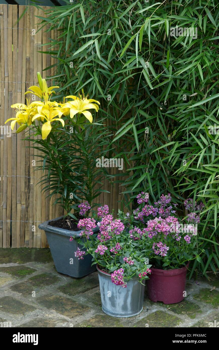 Potted yellow lilies, bamboo, and purple nemesia, in front of bamboo fence in shaded corner of patio Stock Photo