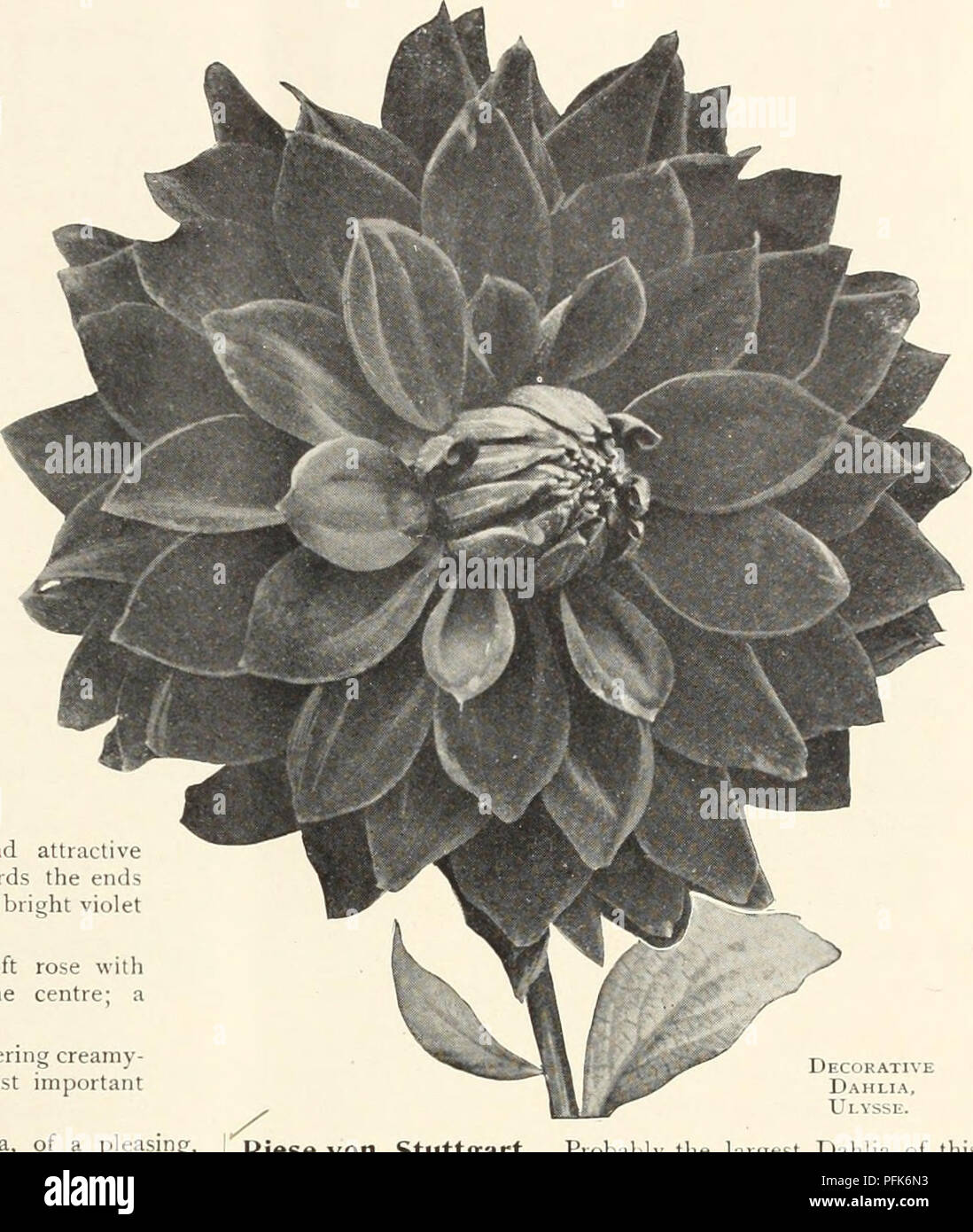 . Dahlias. Flowers Seeds Catalogs; Nurseries (Horticulture) Catalogs; Dahlias Seeds Catalogs. SPECIAL DAHLIA CATALOGUE 21 Select Decorative Dahlias Continued ^ Mammouth. A very large flower, fre- quently 7 inches in diameter on good long stems of a bright scarlet. Plants ready April loth. 50 cts. each. /^ Manzanola. Brilliant oriental-red witli deeper shadings, a fine shaped flower witli good stem, very free and ideal for cutting. Plants ready April 1.5th. 35 cts. each. V Manzanita. Entirely distinct in coloring from all others, described by the introducer as a rich lavender; with us it has be Stock Photo