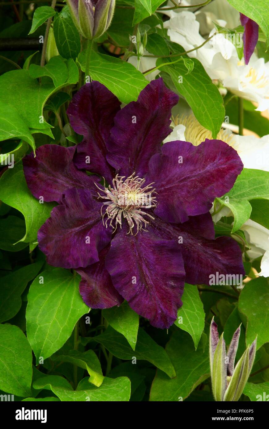Clematis 'Warszawska Nike' (Clematis 'Warsaw Nike'), dark purple flower head amid green leaves, close-up Stock Photo