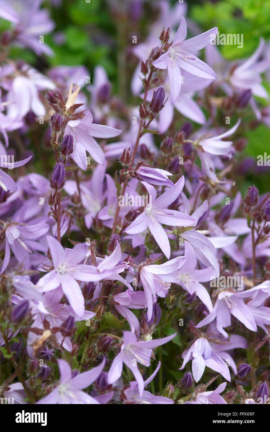 Campanula poscharskyana (Serbian bellflower), purple flowers Stock Photo