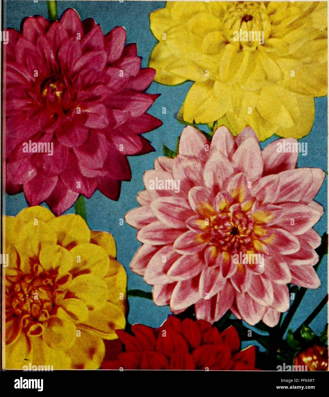 . Dahlias : over 75 varieties offered in this special sales folder. Nurseries (Horticulture) Catalogs; Flowers Catalogs; Dahlias Catalogs; Bulbs (Plants) Catalogs. VAMPYR ATOMIC VICTORY MAID GOOD EARTH. Outflow er DAHLIAS Best Cutting Types Ever Introduced The collection offered here includes some of the best cutflower varieties we have ever grown. Each plant will produce up to several hundred blooms each season, leaving plenty of color in the garden even after picking a big bouquet for the house! Remem- ber to cut them in the cool of the day, leaving them in water over- night, or for a period Stock Photo