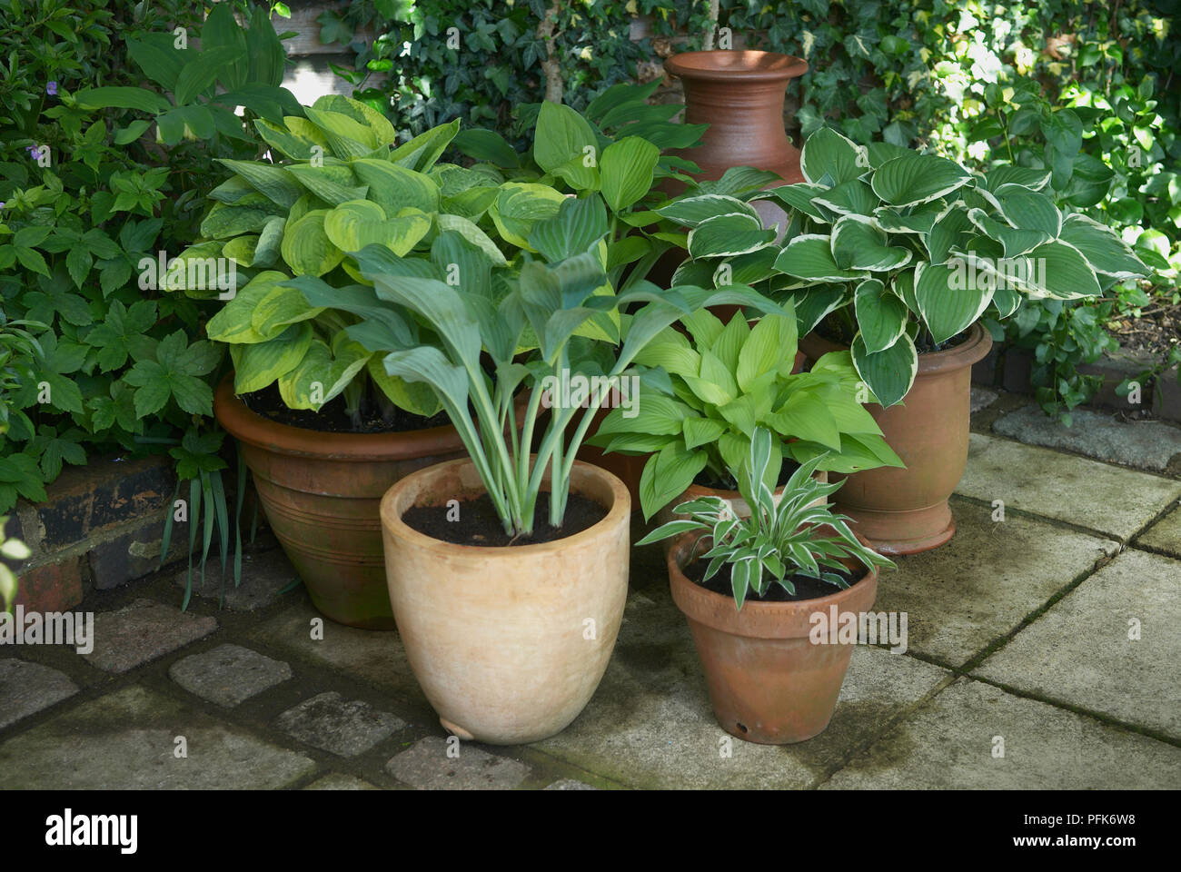 Various Hosta sp. (Plantain lilies) in pots in shaded patio corner, including Hosta 'August Moon', Hosta 'Francee', Hosta 'Ginko Craig', Hosta 'Krossa Regal', Hosta 'Wide Brim', Hosta 'Fortunei F Aurea' Stock Photo