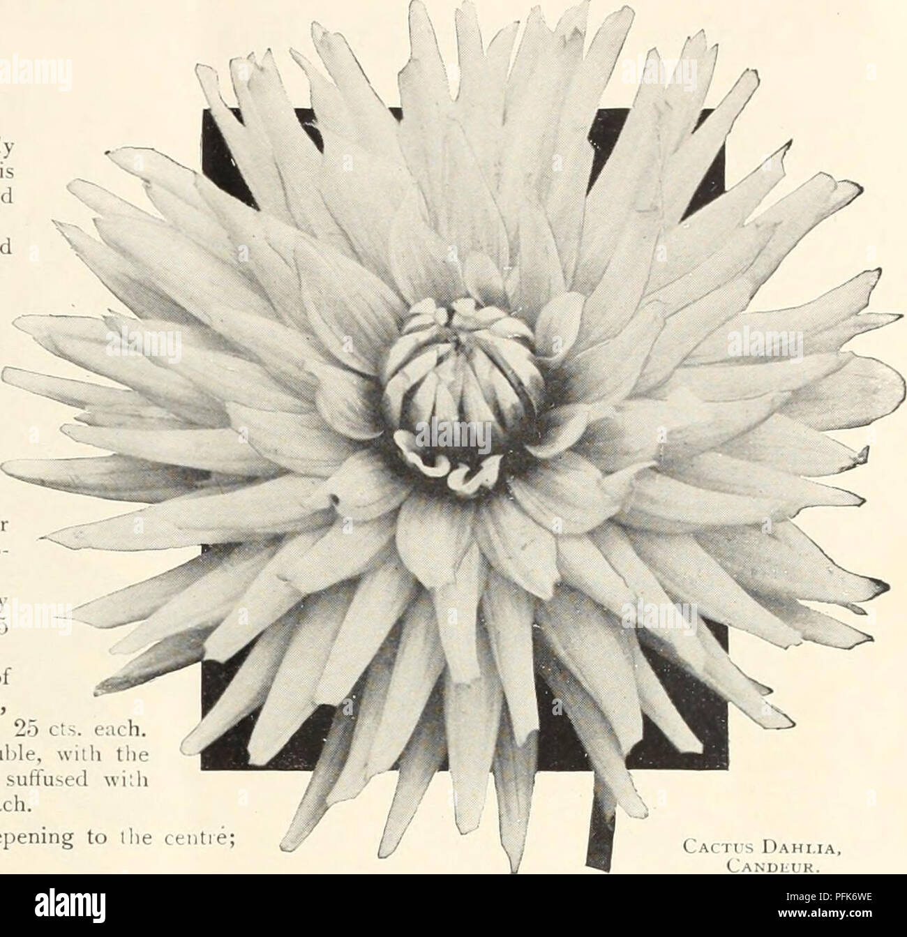 Five fused petals hires stock photography and images Alamy