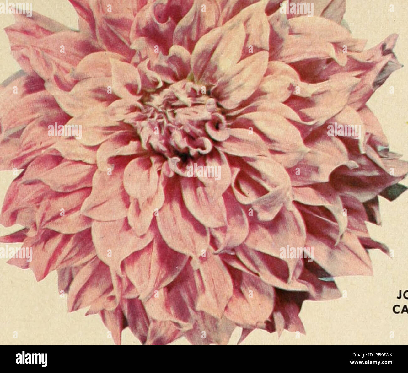 This catalog presents over 75 varieties of giant dahlias, including new