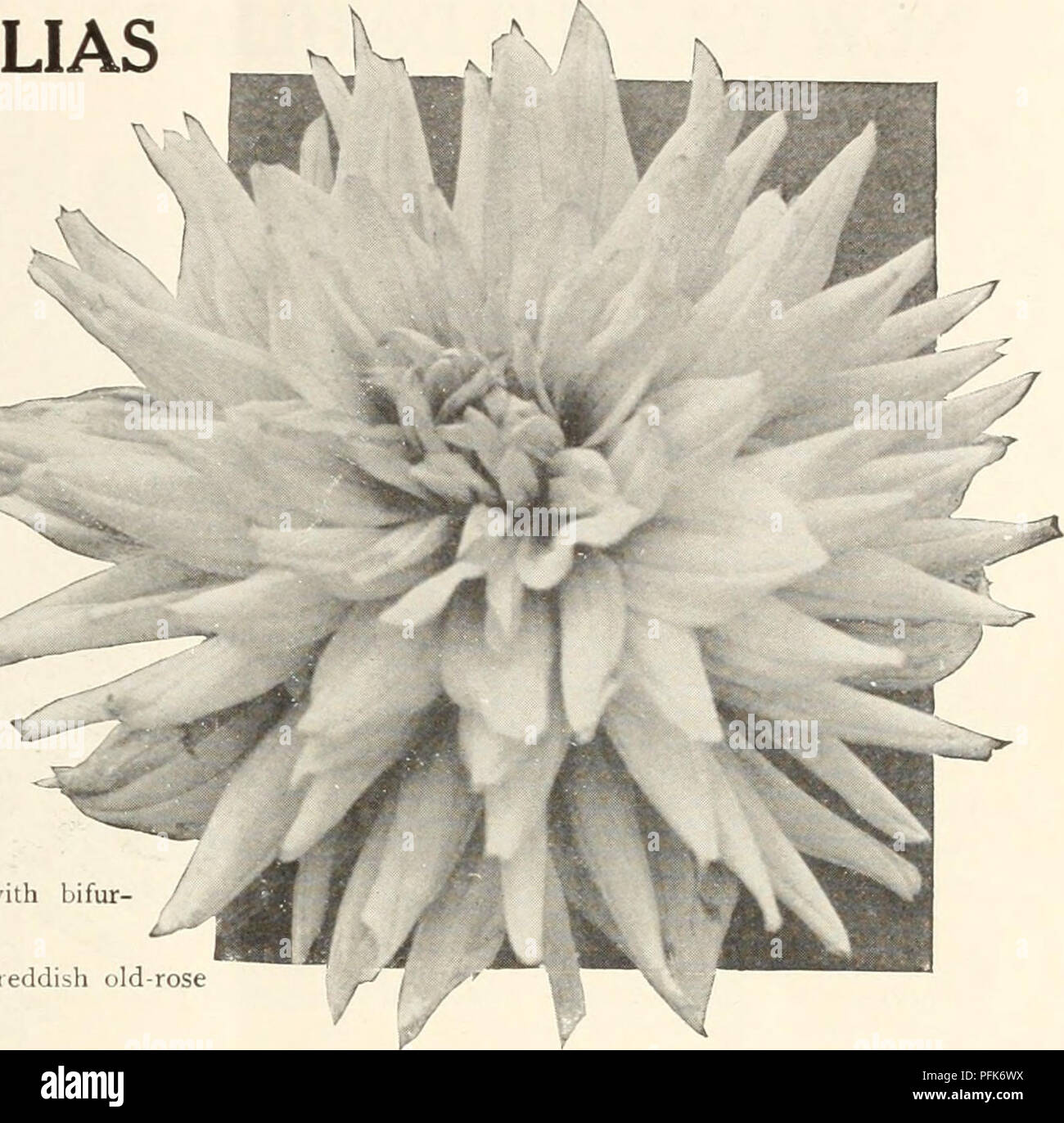 . Dahlias. Flowers Seeds Catalogs; Nurseries (Horticulture) Catalogs; Dahlias Seeds Catalogs. SPECIAL DAHLIA CATALOGUE 11 NEW CACTUS DAHLIAS for 1914 + (Continued) Flagstaff. Rich carmine, tipped rosy mauve wilh yellow centre. t' Gluckskind. One of the very free-flowering varie- ties. A delicate soft pink with salmon suffusion; good stems, fine for cutting. Plants ready April 15th. Golden Plover, A splendid exhibition flower ' of neat and most precise incurved form, of a soft tint of lemon-yellow, the reverse of the petals tinted rose. Plants ready April 1.5lh. Hildegard Kusell. Medium-sized f Stock Photo