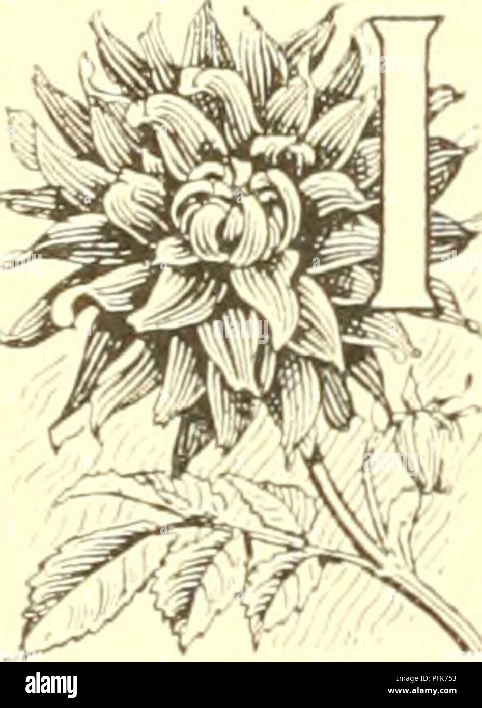 Dahlia Classification Hi Res Stock Photography And Images Alamy Dahlia Classification Hi Res Stock Photography And Images Alamy