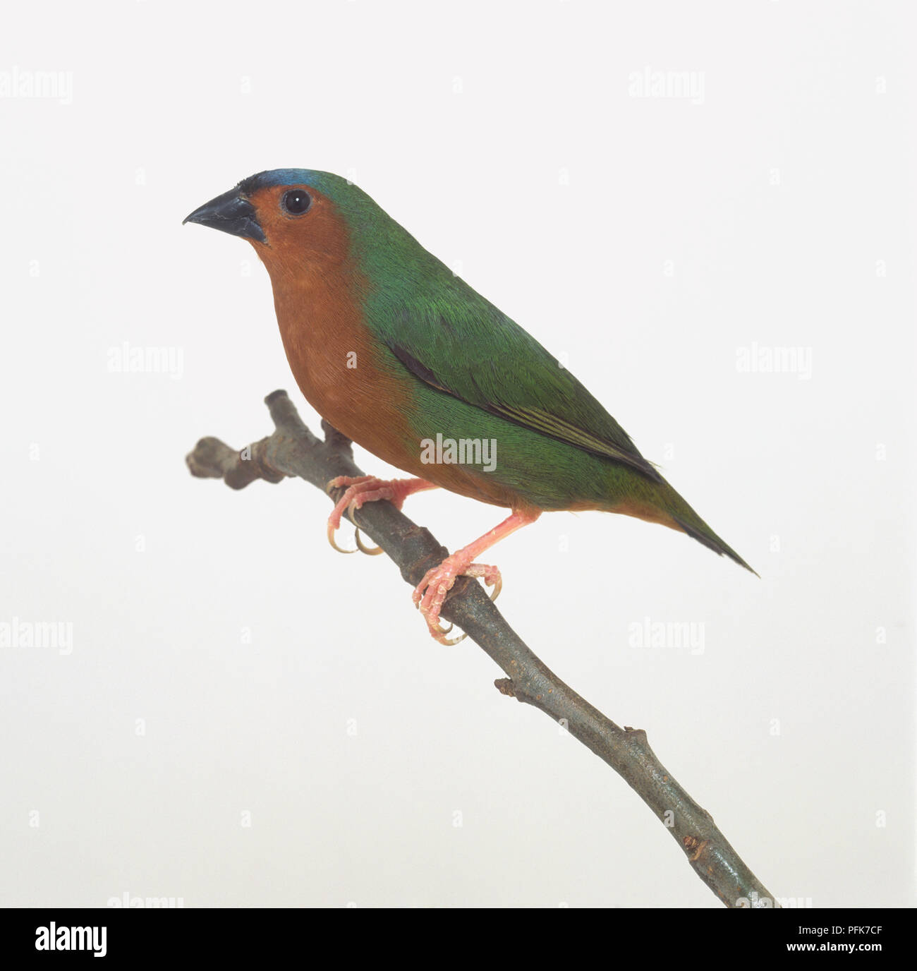 Bamboo parrotfinch (Erythrura hyperythra), perching on a branch, side view Stock Photo