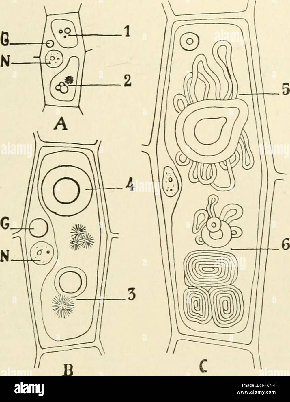 This entry explores the cytoplasm of plant cells, focusing on the ...
