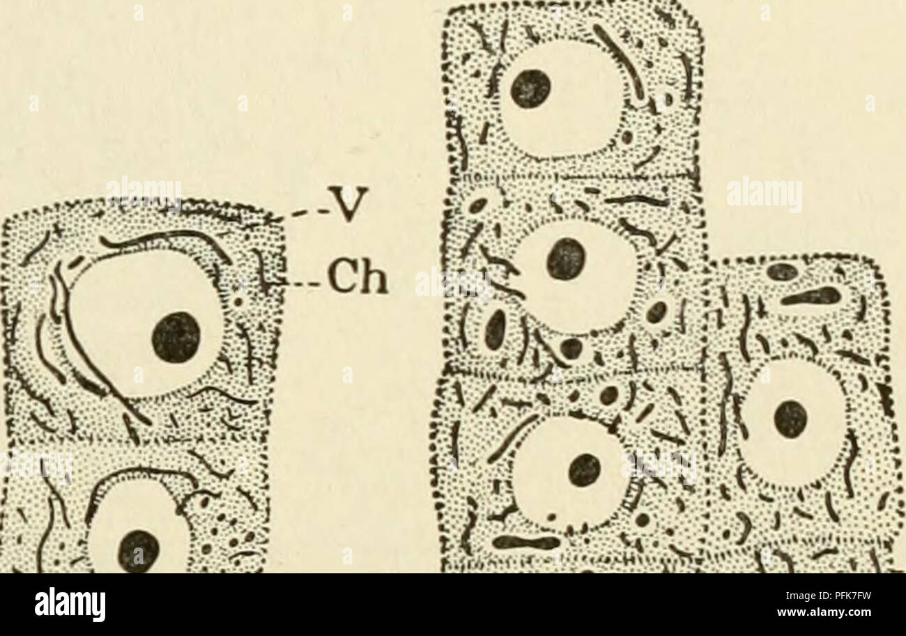 . The cytoplasm of the plant cell. Plant cells and tissues; Protoplasm
