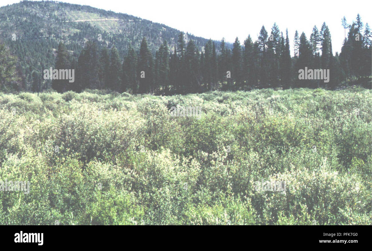 . Ecological inventory of wetland sites in the ThompsonFisher