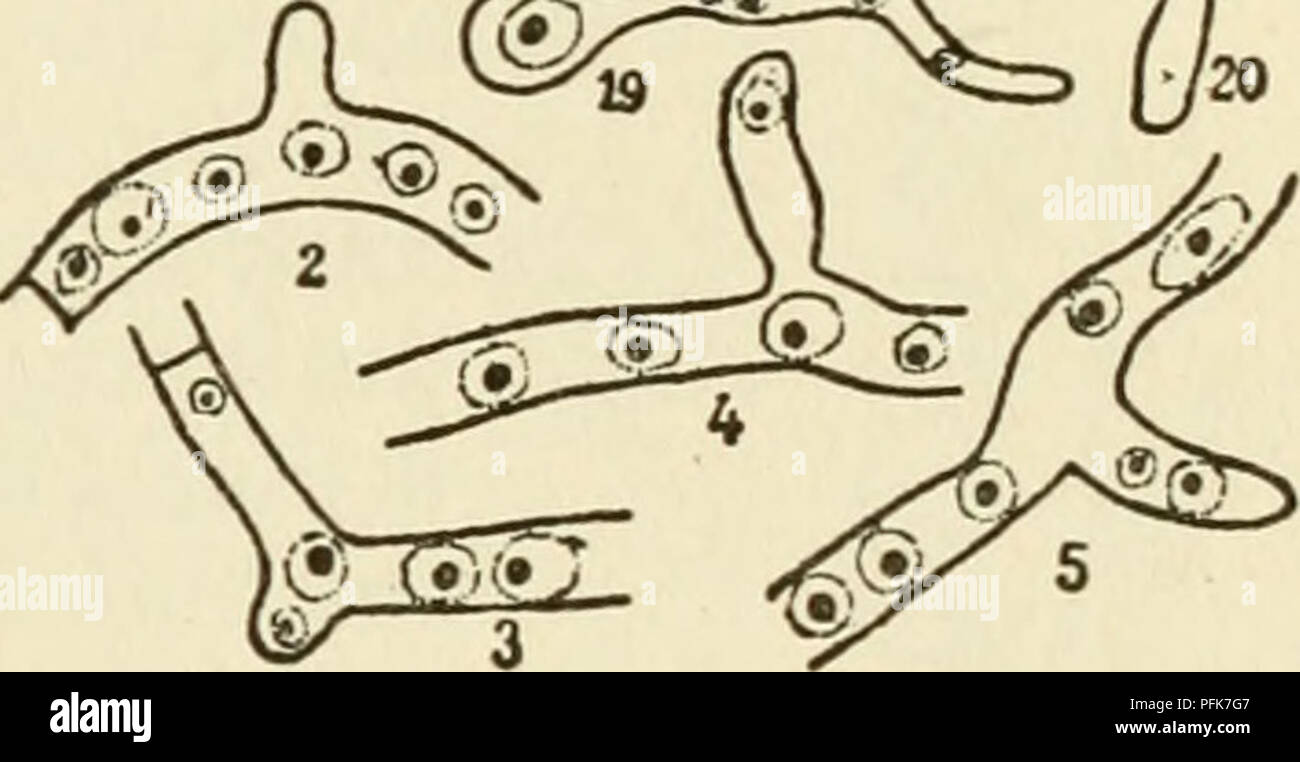 The Cytoplasm Of The Plant Cell Plant Cells And Tissues Protoplasm