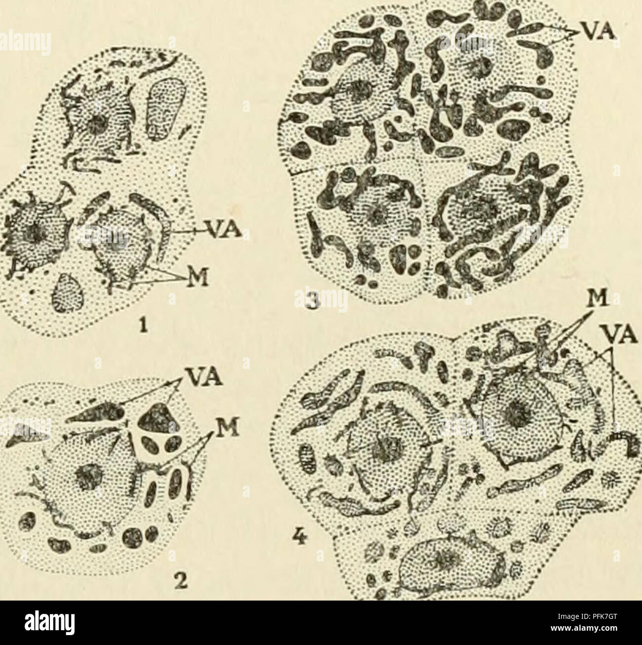 . The cytoplasm of the plant cell. Plant cells and tissues; Protoplasm. Chapter XIV 147 — The Vacuolar System pigment in solution. By reason of the great resemblance between the initial shapes in which anthoeyanin first appears and the shapes of the chondrioconts, we were led to think, originally, that this pigment arose in the elements of the chondriome which then be- came transformed into vacuoles. This interpretation was founded also on the fact that these shapes were preserved by mitochondrial techniques. With the method of Regaud, for example, we ob- tained at that time, both typical chon Stock Photo