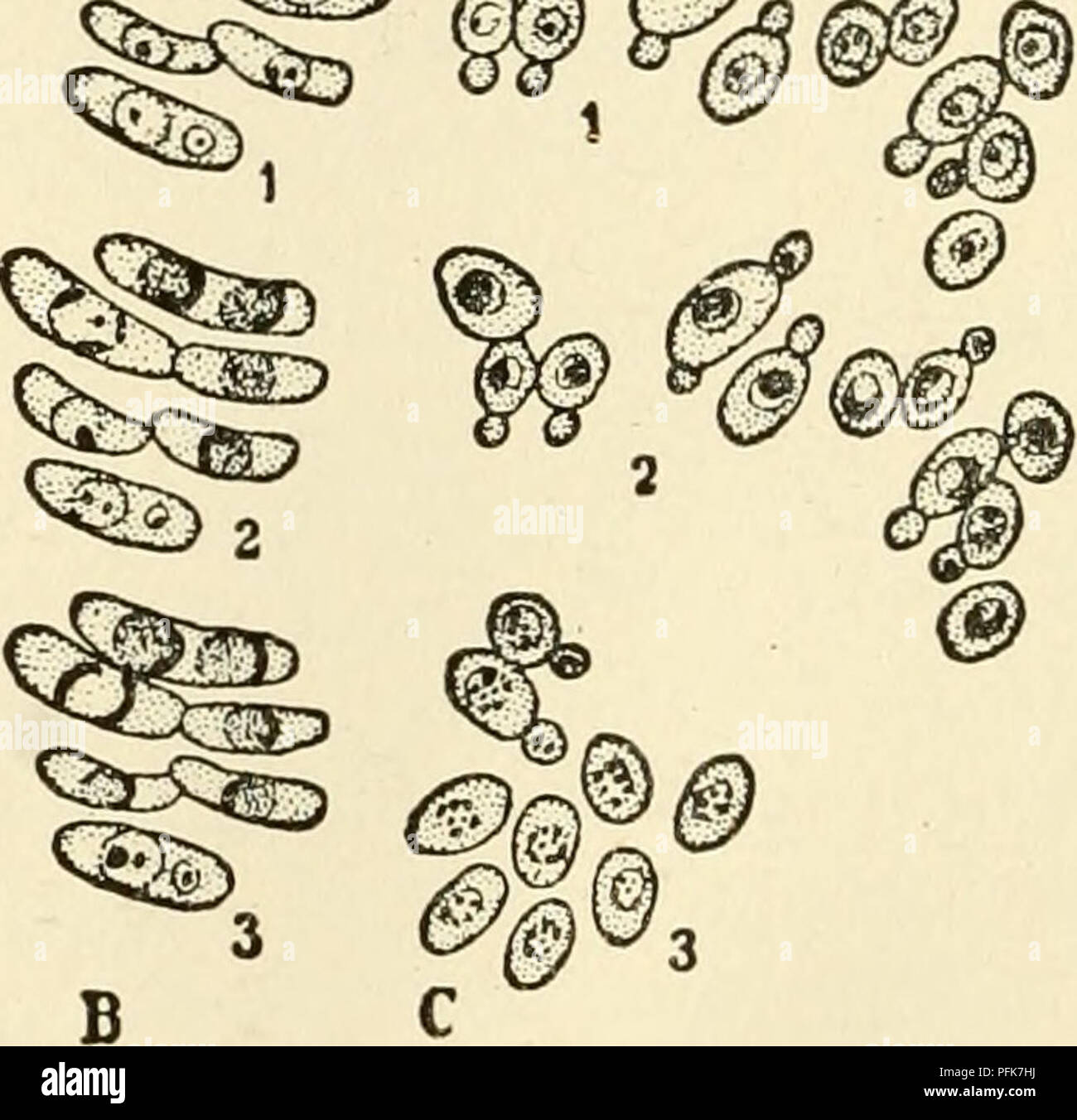 . The cytoplasm of the plant cell. Plant cells and tissues; Protoplasm. Fig. 85. — Vital staining with neutral red, except 03, observed under the microscope. A, PeniciUium glaucum. 1, before staining; 2, small deeply stained precipitates in the vacuole showing Brownian movement; 3, fusion of small precipitates to larger bodies; 4, precipitates appressed to peripheral wall of vacuole, diffuse staining of sap. B, Zygosaccharomyces Chevalieri. 1, small precipitates in vacuole; 2, 3, fusion, bodies now appressed to wall of the vacuole, sap diffusely stained. C, Saccharomyces ellipsoideus; 1, 2, as Stock Photo
