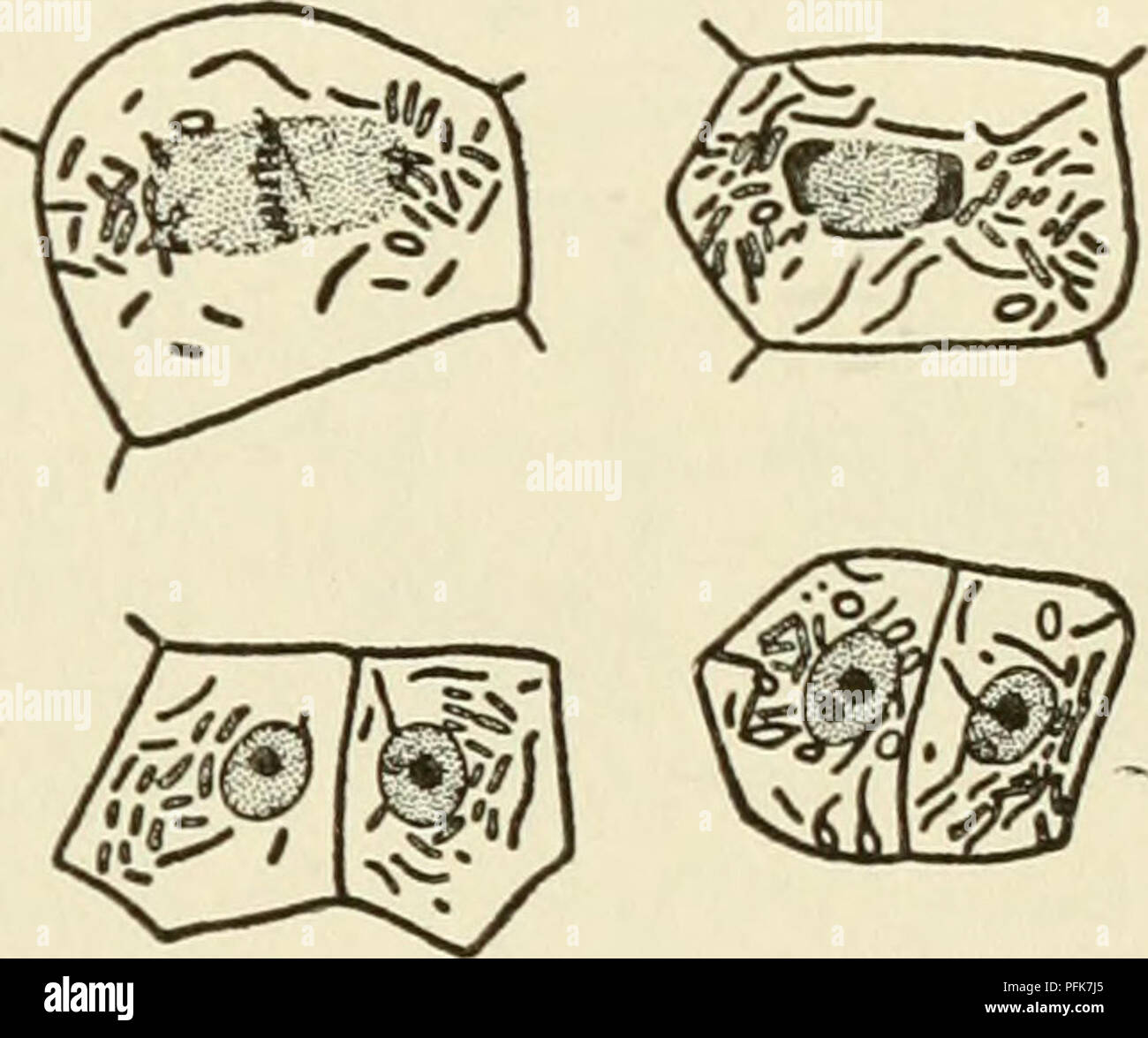 . The cytoplasm of the plant cell. Plant cells and tissues; Protoplasm. SKY, DuESBERG, LEVI, and MiLOViDOV, is today abandoned by PoR- TIER himself. Nevertheless it had the merit of initiating investi- gations which have produced methods by which chondriosomes can be distinguished in cells from symbiotic and parasitic bacteria, CowDRY and Olitsky, Duesberg, and Milovidov have described methods by which, in the cells of nodules of legumes and in the adipose cells of cockroaches, symbiotic bacteria can be distin- guished from the chondriosomes by means of differential staining. By these methods  Stock Photo