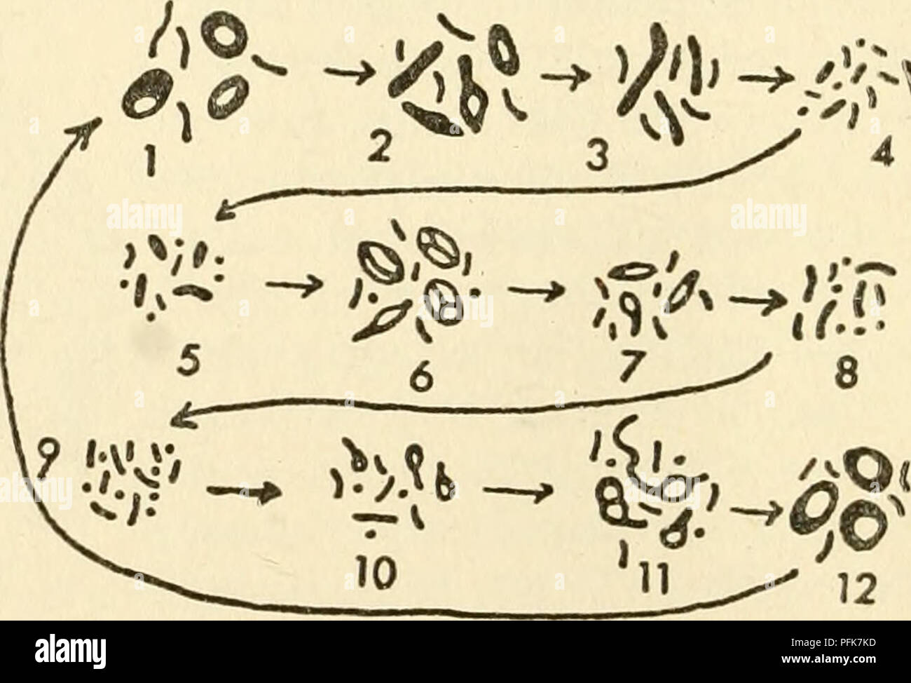. The cytoplasm of the plant cell. Plant cells and tissues; Protoplasm. ? 3 ' ^-^ 4. Fig. 72 (left). — Chondriome of antherozoids of Adiantum capillus-Veneriii. 1, 2, antheridial initial. 3, 4, sperm mother cell. 5, 6, stages in the formatioQ of the antherozoid. Regaud's method. (After Emberger). Fig. 73 (right). — Behavior of the chondriome during the life cycle of a fern, I. leaf; starch-forming chloroplasts and chondriosomes. 2-3, formation of spores: decreasing activity of plastids. 4, spore mother cells; inactive plastids indistinguish- able from chondriosomes. 5, mature spore; plastids b Stock Photo