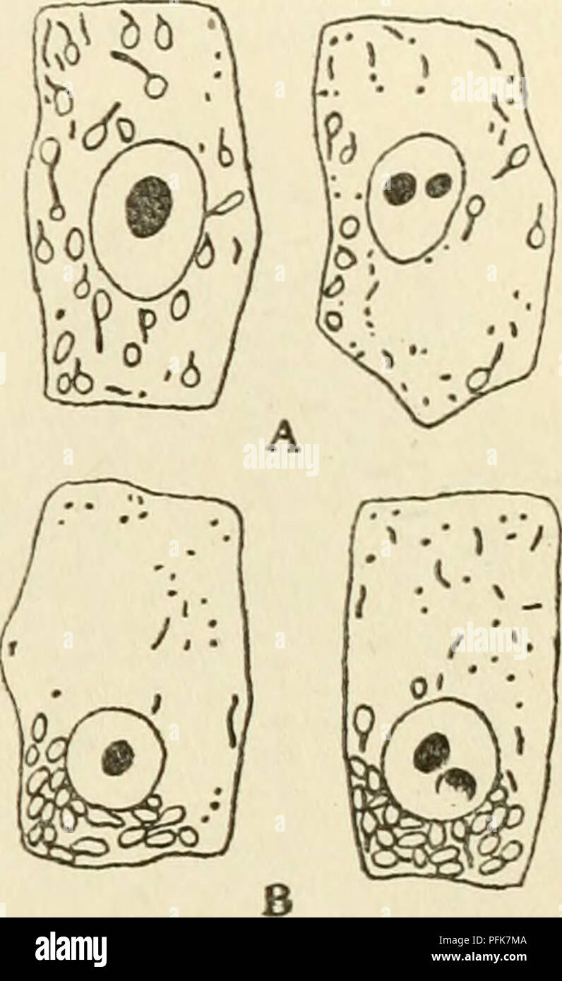 . The cytoplasm of the plant cell. Plant cells and tissues; Protoplasm. Chapter X — 101 — Duality of the Ghondriome cells which we have studied and the chondriosomes of Saprolegnia show exactly the same refractivity. Slightly superior to that of cytoplasm, this refractivity, although very slight, still permits the chondriosomes to be adequately seen. Under the ultramicroscope the two categories of elements of epidermal cells and the chondrio- somes of Saprolegnia are distinguishable only under very favorable conditions. When visible, they always have the same appearance and are seen only becau Stock Photo