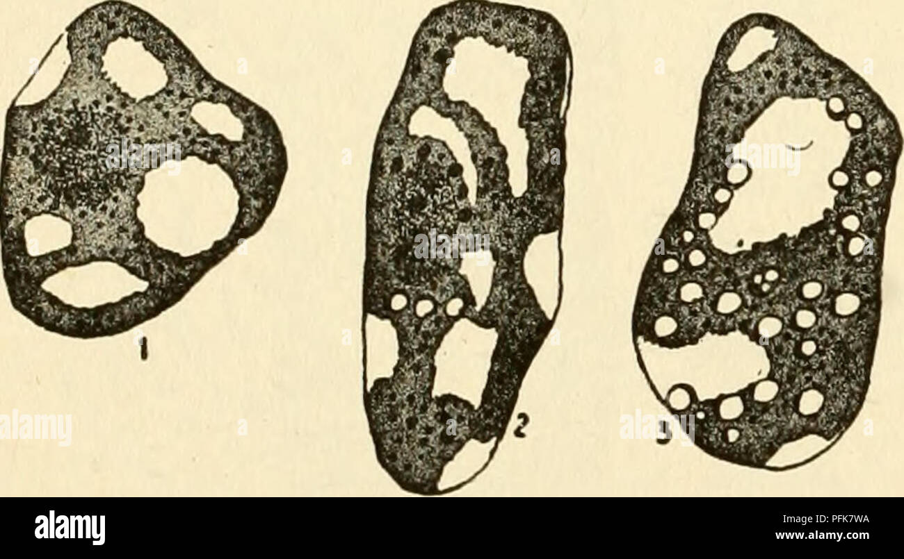 Cell plant starch hires stock photography and images Alamy