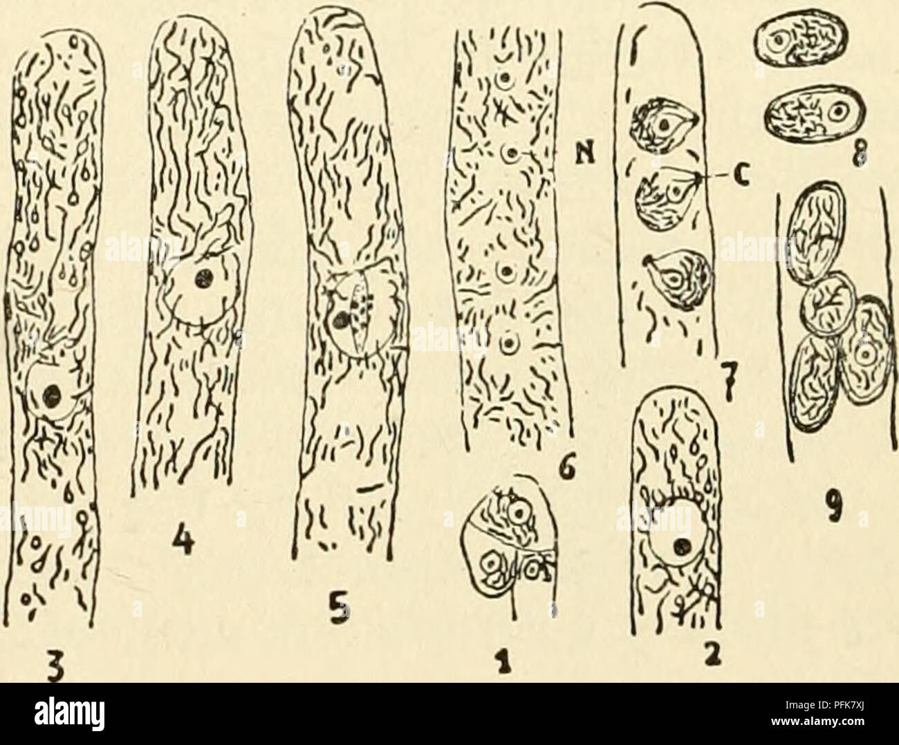 . The cytoplasm of the plant cell. Plant cells and tissues; Protoplasm. Fig. 27 (left). — Development of the chondriome in Leptomitus. 1, chondrioconts in the vegetative filament: 2, 3. fragmentation of the chondrioconts and grouping about the nuclei during the formation of the zoospores; 4, granular chondriosomes in the zoospores; 5-7, ger- mination of the zoospores, elongation of chondriosomes into chondrioconts. C. chondriocont. N, nucleus. Meves' method, stained with acid fuchsin. Fig. 28 (right). — Development of the chondriome in the ascus of Pustularia vesiculosa. 1. very young ascus af Stock Photo