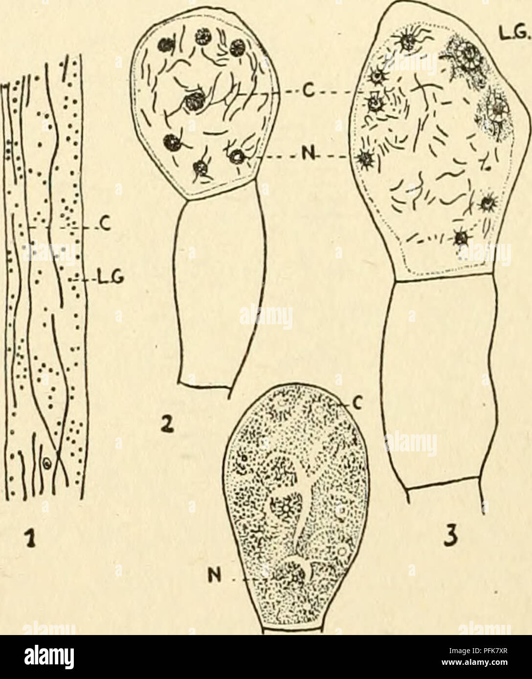 . The cytoplasm of the plant cell. Plant cells and tissues; Protoplasm. â 'â â Zy D -A-ii. Fig. 24 (left). â The chondriome in Myxomycetes and the Plasmodiophoraceae. A, frag- ment of the Plasmodium of Physarum (original); B, spores of Fuligo septica (after Lewitsky) ; C, spores of Hemitrichia vesparum (after Cowdry) ; D, spores and zoospores of Fuligo septica (after Vonwiller) ; E, young Plasmodia of Plasmodiophora Brassicae (after Milovidov). Fig. 25 (right). â Allomyces arbiisculus. 1, elongated chondrioconts in the vegetative fila- ment. 2, 3, the chondrioconts grouped about the nuclei in Stock Photo