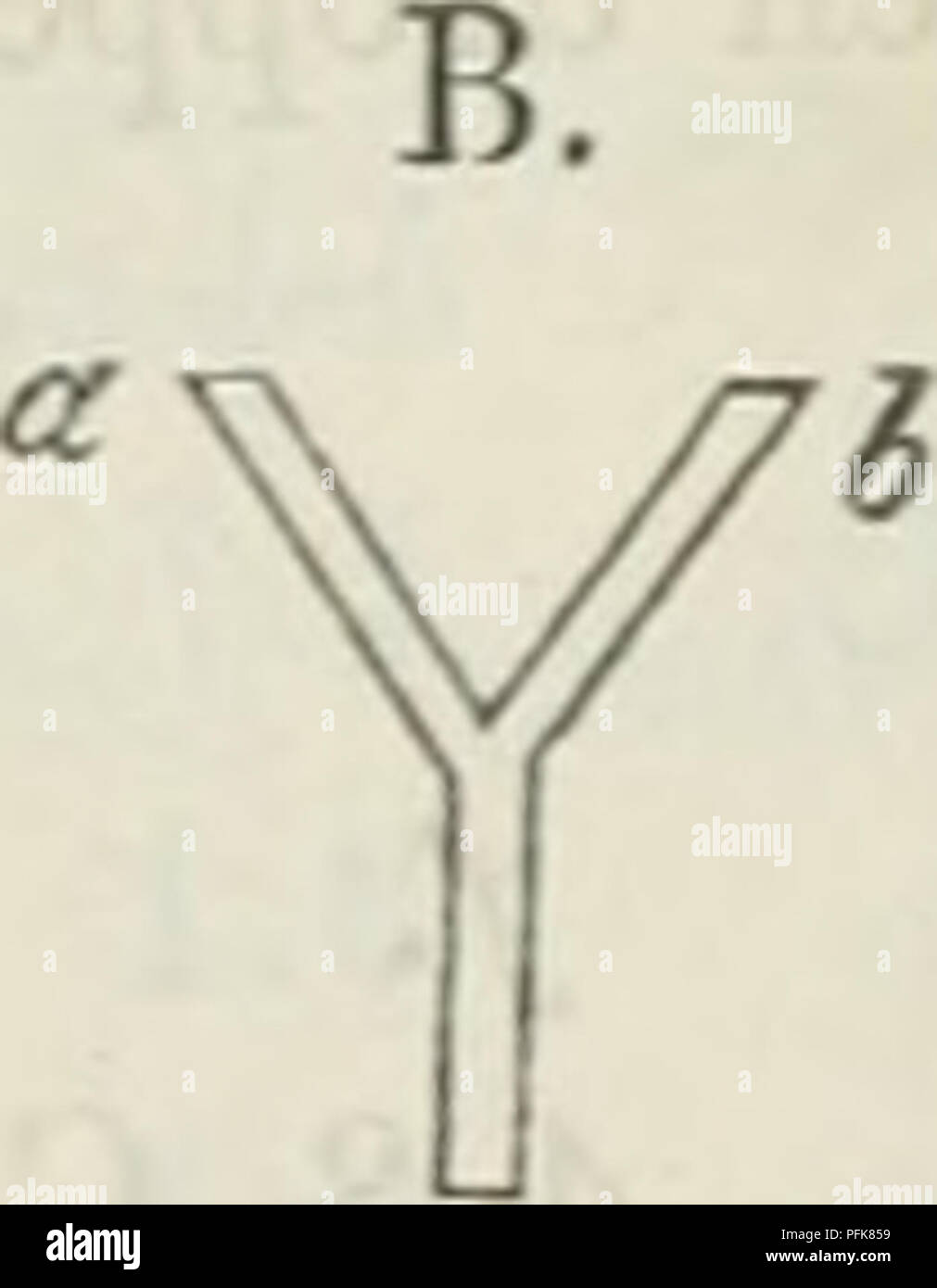 . Verslagen en mededeelingen. ( 128 ) Proef XI. Fagus silvatica.. iniddeUijn V, Ã¶ 3.2 cent. oppervlakte v. ft = 804 vierk. m.m. // // b 2.9 // // t/ b =â 660 /f n II // c 3.9 // // // c = 1194 // // // // d 3.1 // // II d = 7o4t n n tl // e 2.2 // tl // e = 380 // // // II f 2.6 tt // ft f =. 530 // // 23 April 12&quot;45' op r/ en 5 elk 10 CC, op f/ 20 C.C. bloed- loogzout gegoten. Onmiddellijk werden de doorsneden, e, e en f nat. Uitgevloeid waren uit: 23 April. 12&quot;^50' c. 1.6 e. C.C. 0.6 C.C. Æ. 1.6 C.C. 2.2 C.C. 1^ 5.1 /' 1.8 // 4.3 /' 6.1 // lal5' 7.4 ') '/ 3.2 // 8.0 // 6.1 /' 1^30 Stock Photo