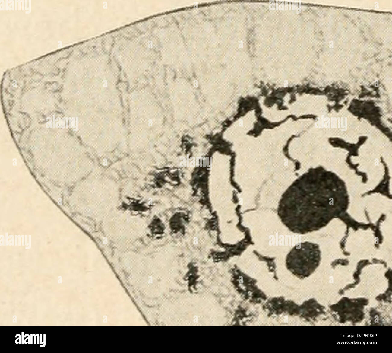 Complexities of cellular structure hi-res stock photography and images ...