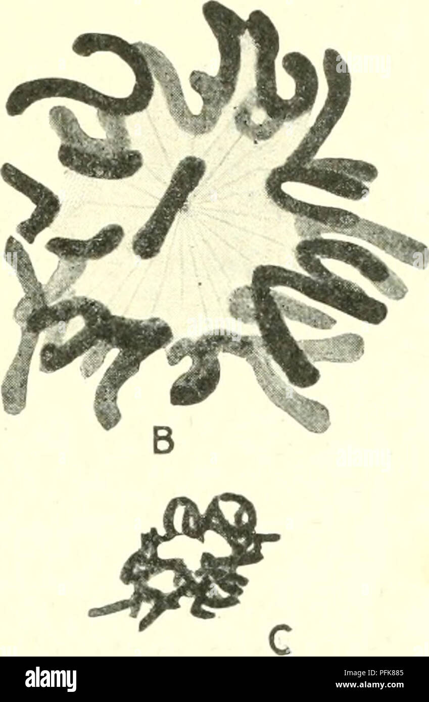 Equatorial plates hires stock photography and images Alamy