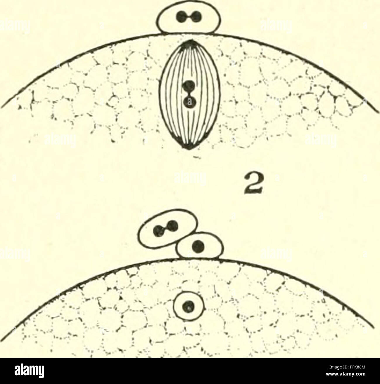 This work explores the study of cytology with a specific focus on the ...