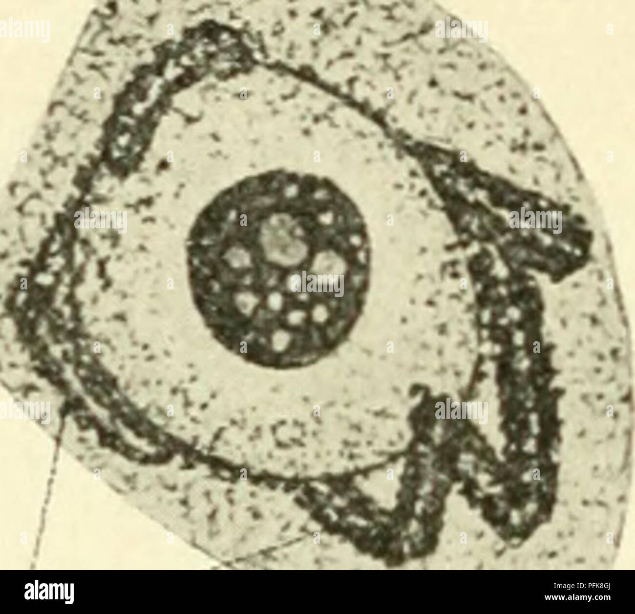 This work focuses on cytology, particularly the study of the metazoan ...