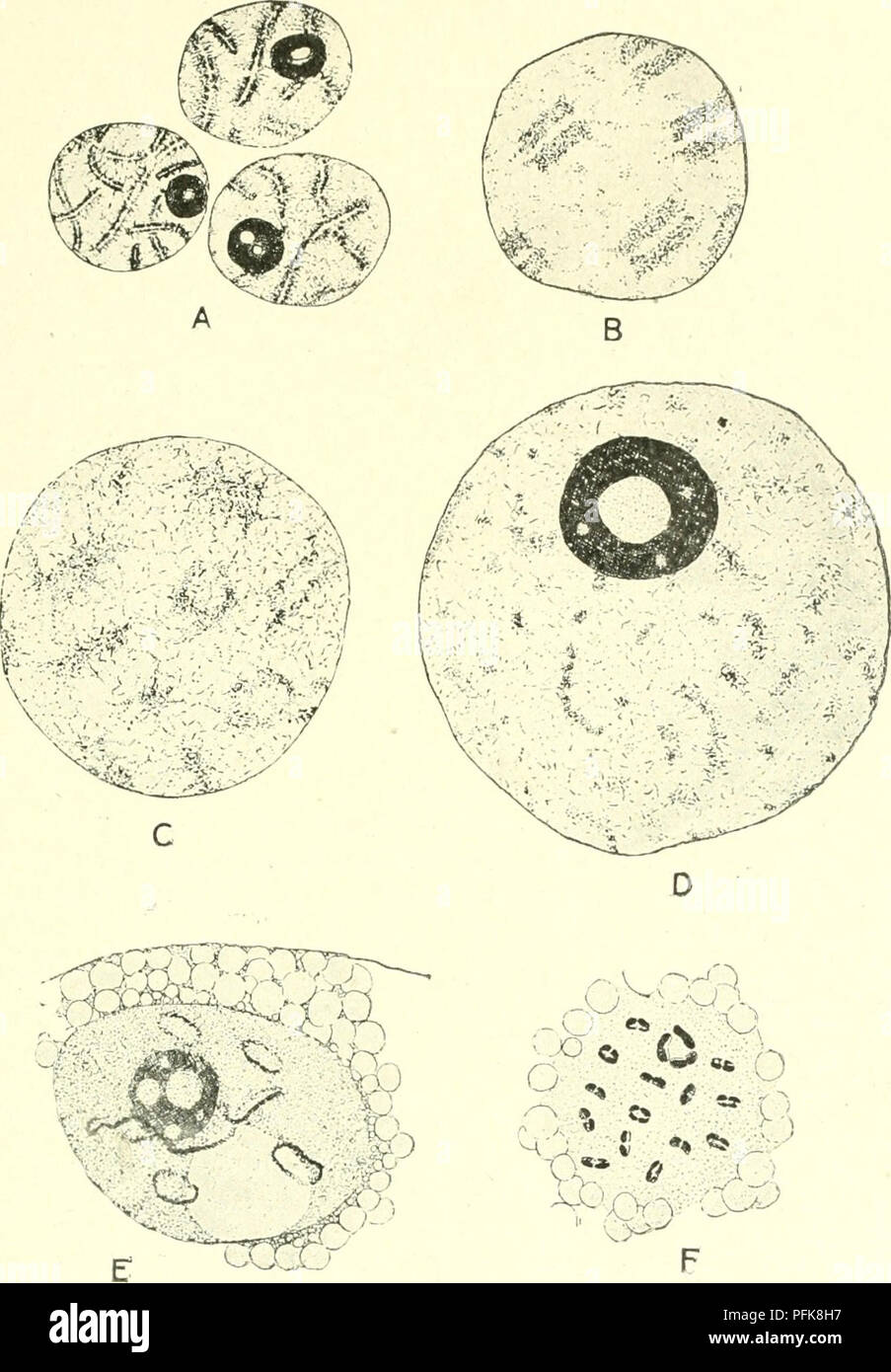 . Cytology, with special reference to the metazoan nucleus. Cells; Cytology. MEIOSIS IN THE FEMALE 6i germinal vesicles with diffuse chromosomes are to be found, and it is evident that the bivalents resulting from syndesis condense continuously. Fig. 25. The chromosomes during the oogenesis of Diaptomus castor from the pachytene stage (A), through the germinal vesicle stage (B-E) to the condensation of the definitive bivalents (F). (Matschek, A.Z., 1910.) into the definitive bivalents of metaphase I. Animals, however, which are carrying egg-sacs contain in their oviducts oocytes with well-deve Stock Photo