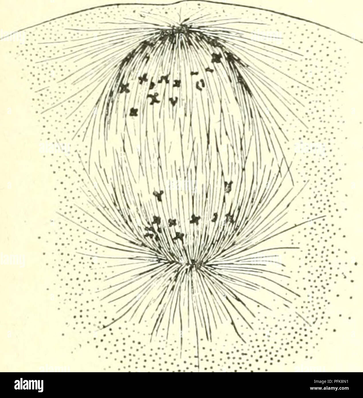 Astral Rays This study in cytology focuses on the metazoan nucleus and its function ...