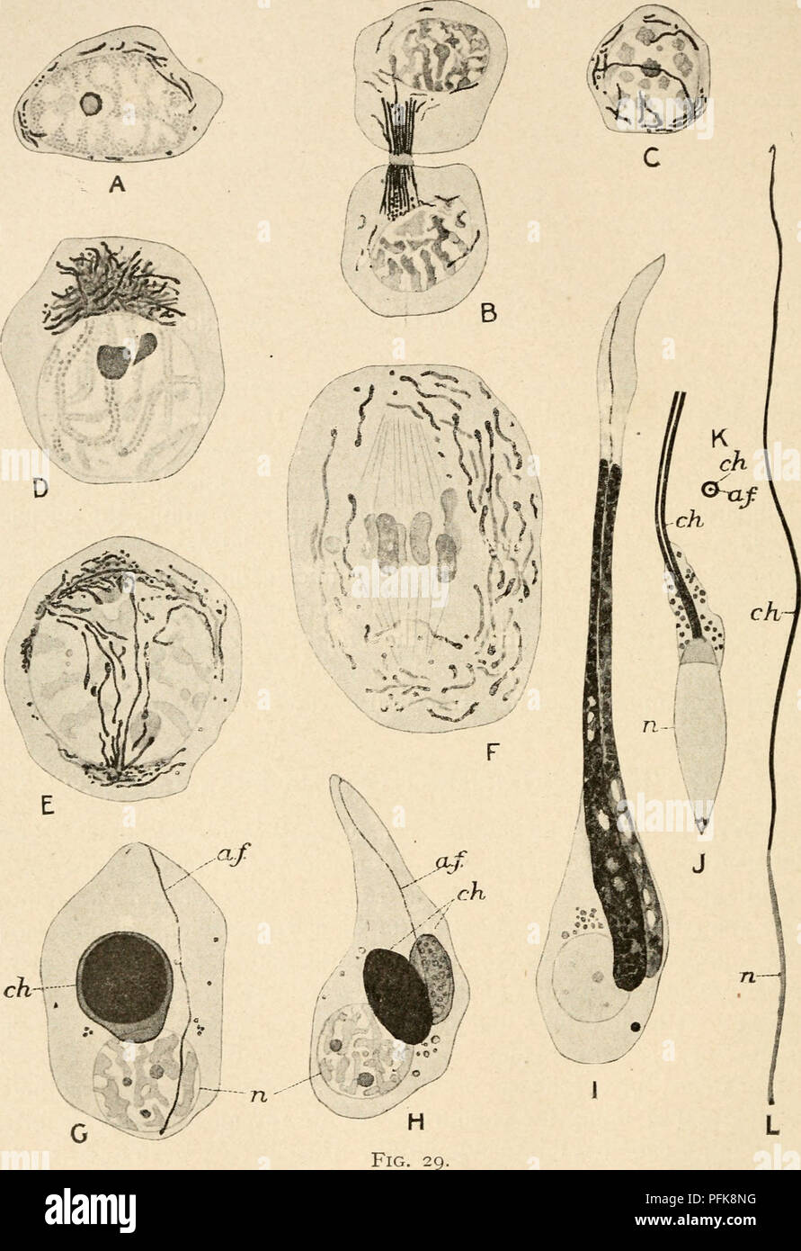 . Cytology, with special reference to the metazoan nucleus. Cells. 68 CYTOLOGY CHAP.. Chondriosomes in the spermatogenesis of Blatta germanica. (After Duesberg, A.Z., 1911.) The matenal is prepared by Benda's method, and the chondriosomes are shown darker than the chromatm. A, resting spermatogonium, filamentar chondriosomes distributed through the cytoplasm; B, telophase of a spennatogonial division; chondriosomes mostly congregated in a bundle which is just cut across ; C, voung spermatocyte I. • D, pachytene stage, chondriosomes temporarily conceutrated outside pole of nucleus ; E later pro Stock Photo