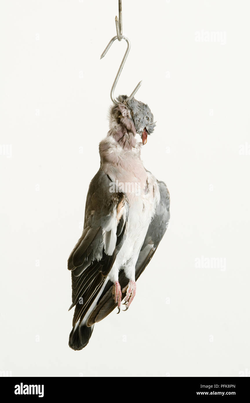 Dead pigeon hanging from metal hook Stock Photo Alamy