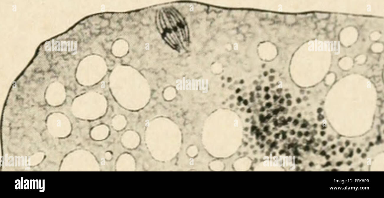 This illustration depicts the process of nucleolar disintegration ...