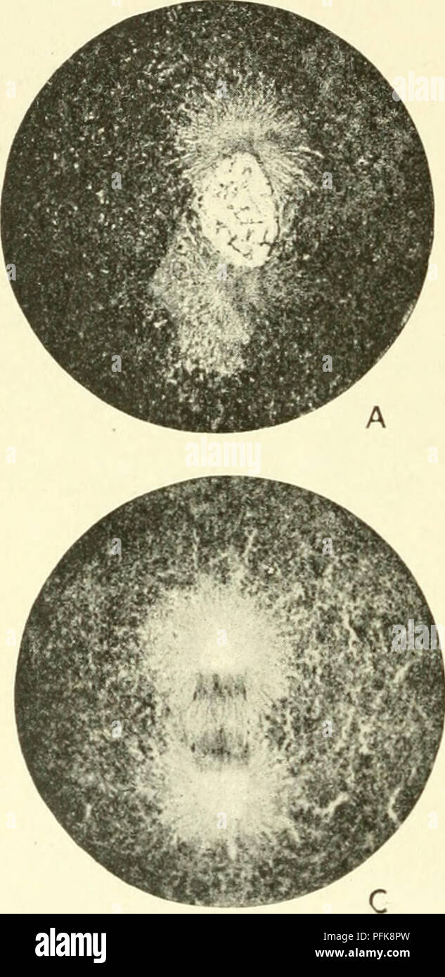 This work on cytology provides detailed explanations of the metazoan ...