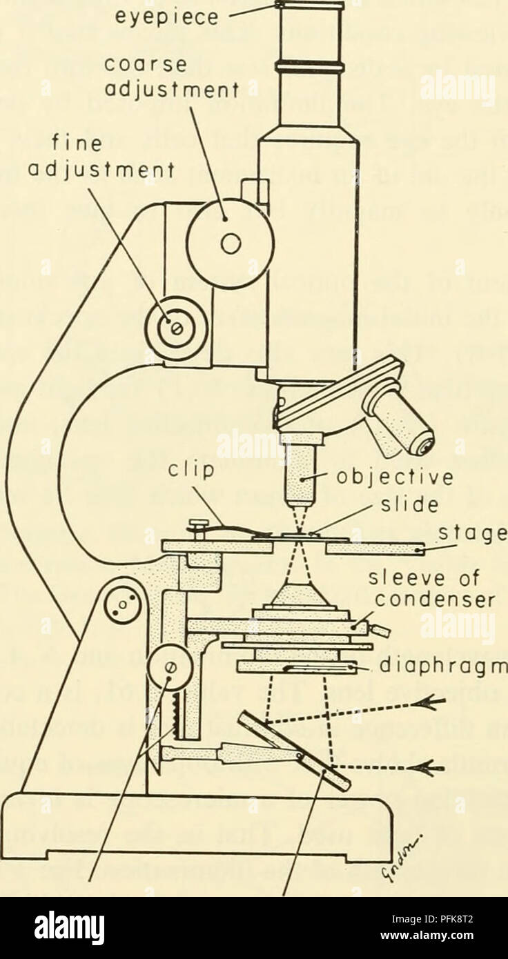 compound microscope parts diagram